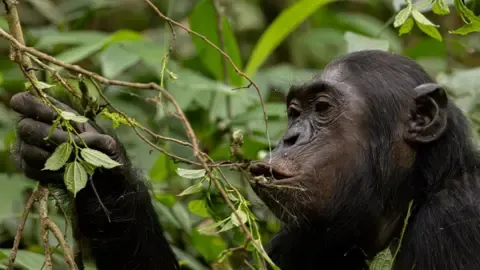 Chimpanzees Drinking an Amount Equal of One Lager Each Day from Ripe Fruit, Research Finds
